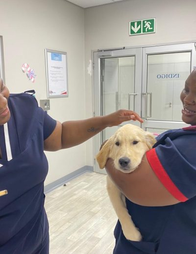 Therapy dogs visiting the hospital-2