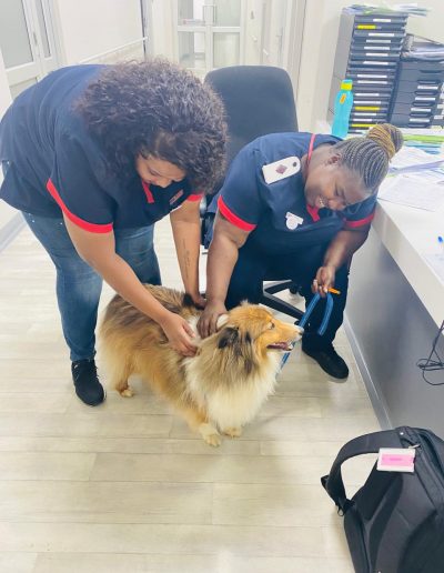 Therapy dogs visiting the hospital-10