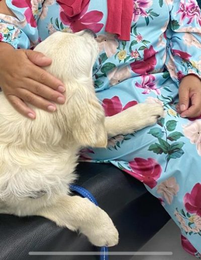 Therapy dogs visiting the hospital-11