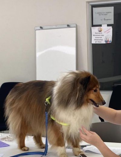 Therapy dogs visiting the hospital-14